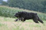 BOUVIER DES FLANDRES 411